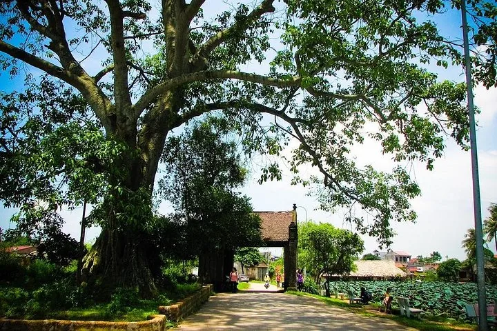 Un árbol grande y frondoso junto a un portal de piedra tradicional en un pueblo.
